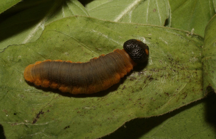 Figura. 16 Larva <i>Typhedanus undulatus</i></i> (Hesperiidae), posición dorsal entero alimentándose en <i>Senna obtusifolia</i></i>, (Fabaceae). (14-SRNP-81260-DHJ714427.jpg).