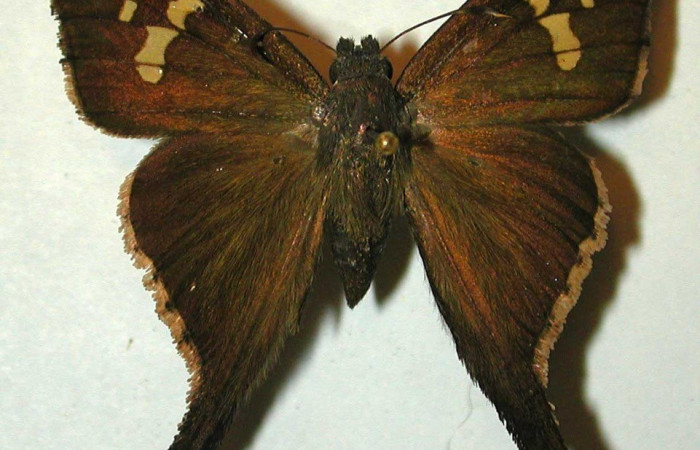 Figura. 17 Adulto <i>Phoebis marcellina</i></i> (Pieridae), posición vista dorsal entero. (97-SRNP-6879-DHJ32124.).
