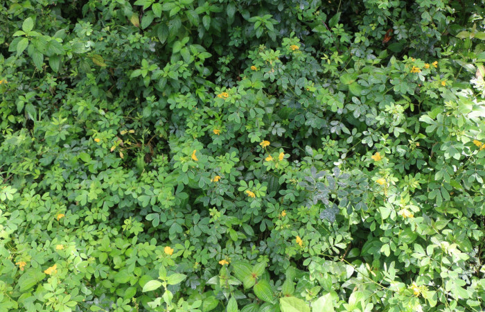 Figura. 1 Habitad, <i>Senna obtusifolia</i></i>, (Fabaceae). Area de Conservación Guanacaste. Sector Rincón Rain Forest. Selva, (elevación 410 metros), colectada el 8 de febrero 2023. Foto, Jorge Hernández.