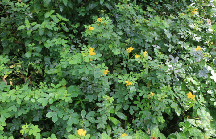 Figura. 2 Habitad, <i>Senna obtusifolia</i></i>, (Fabaceae). Area de Conservación Guanacaste. Sector Rincón Rain Forest. Selva, (elevación 410 metros), colectada el 8 de febrero 2023. Foto, Jorge Hernández.