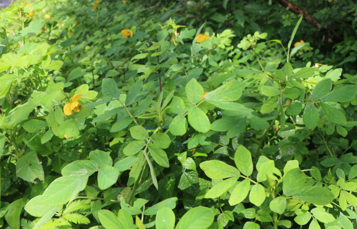 Figura. 3 Posición hojas, <i>Senna obtusifolia</i></i>, (Fabaceae). Area de Conservación Guanacaste. Sector Rincón Rain Forest. Selva, (elevación 410 metros), colectada el 8 de febrero 2023. Foto, Jorge Hernández.