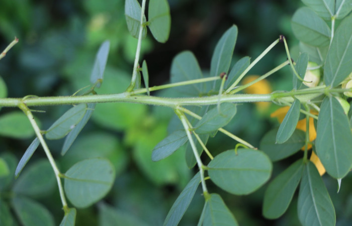 Figura. 4 Posición hojas, <i>Senna obtusifolia</i></i>, (Fabaceae). Area de Conservación Guanacaste. Sector Rincón Rain Forest. Selva, (elevación 410 metros), colectada el 8 de febrero 2023. Foto, Jorge Hernández.