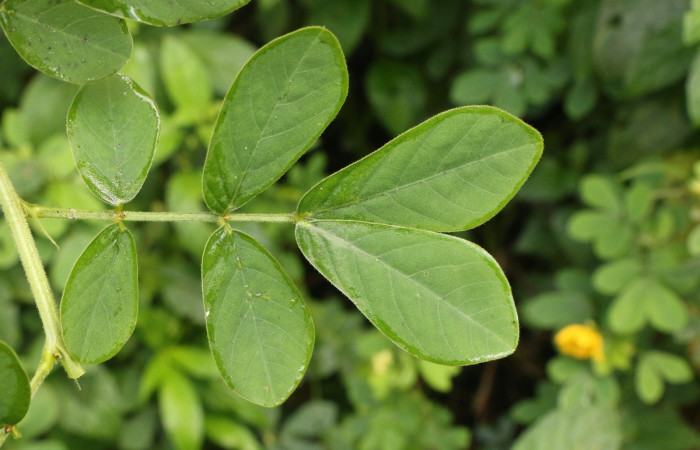 Figura. 5 Hojas haz, <i>Senna obtusifolia</i></i>, (Fabaceae). Area de Conservación Guanacaste. Sector Rincón Rain Forest. Selva, (elevación 410 metros), colectada el 8 de febrero 2023. Foto, Jorge Hernández.