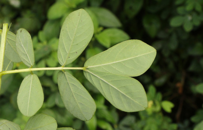 Figura. 6 Posición hojas envés, <i>Senna obtusifolia</i></i>, (Fabaceae). Area de Conservación Guanacaste. Sector Rincón Rain Forest. Selva, (elevación 410 metros), colectada el 8 de febrero 2023. Foto, Jorge Hernández.