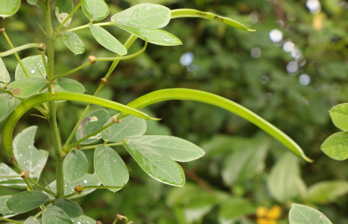 Figura. 7 Frutos en rama, <i>Senna obtusifolia</i></i>, (Fabaceae). Area de Conservación Guanacaste. Sector Rincón Rain Forest. Selva, (elevación 410 metros), colectada el 8 de febrero 2023. Foto, Jorge Hernández.