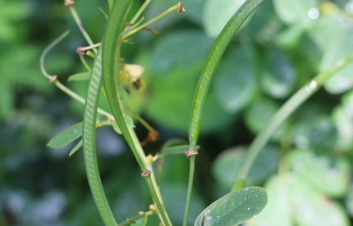Figura. 8 Frutos en rama, <i>Senna obtusifolia</i></i>, (Fabaceae). Area de Conservación Guanacaste. Sector Rincón Rain Forest. Selva, (elevación 410 metros), colectada el 8 de febrero 2023. Foto, Jorge Hernández.