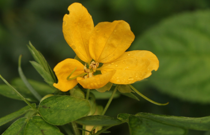 Figura. 9 Flor de frente, <i>Senna obtusifolia</i></i>, (Fabaceae). Area de Conservación Guanacaste. Sector Rincón Rain Forest. Selva, (elevación 410 metros), colectada el 8 de febrero 2023. Foto, Jorge Hernández.