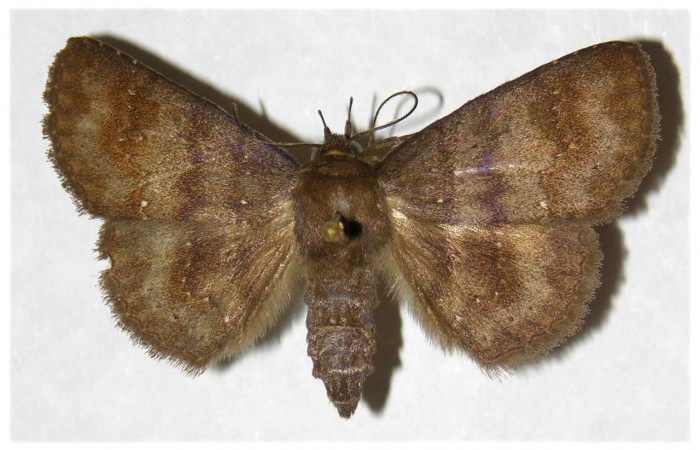 Figura 15. Adulto de <i>Chamyna</i></i> Poole02 (Erebidae), macho vista dorsal, localidad Sendero Segundo, Sector Cacao ACG (1180m). Voucher: 03-SRNP-4401-DHJ316004.jpg.