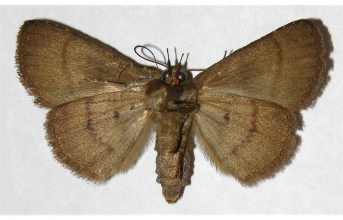 Figura 16. Adulto de <i>Chamyna</i></i> Poole02 (Erebidae), macho vista ventral, localidad Bosque Humedo, Sector Santa Rosa ACG (290m). Voucher: 03-SRNP-4401-DHJ316005.jpg.