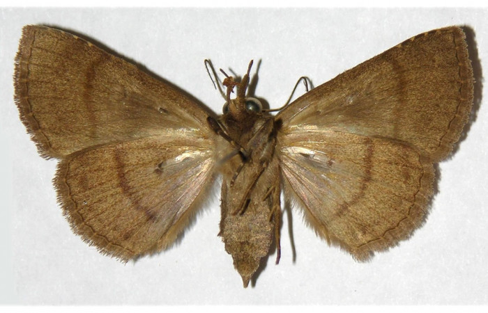 Figura 17. Adulto de <i>Chamyna </i></i>Poole02 (Erebidae), hembra vista dorsal, localidad Sendero Segundo, Sector Cacao ACG (1180m). Voucher: 03-SRNP-4403-DHJ316006.jpg.