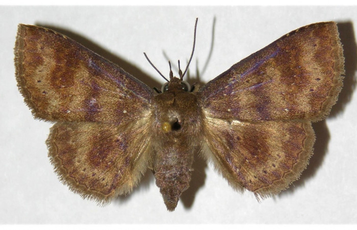 Figura 18. Adulto de <i>Chamyna</i></i> Poole02 (Erebidae), hembra vista dorsal, localidad Sendero Segundo, Sector Cacao ACG (1180m). Voucher: 03-SRNP-4402-DHJ316009.jpg.