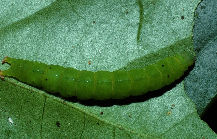 Figura 14. Larva <i>Chamyna</i></i> Poole02 (Erebidae), en último estadío (U), vista dorsal, localidad Sendero Derrumbe, Sector Cacao ACG (1220m). Voucher: 03-SRNP-4430-DHJ73383.jpg
