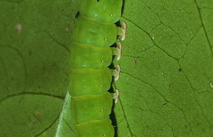 Figura 13. Larva <i>Chamyna</i></i> Poole02 (Erebidae), en último estadío (U), vista lateral, localidad Sendero Derrumbe, Sector Cacao ACG (1220m). Voucher: 03-SRNP-4430-DHJ73384.jpg
