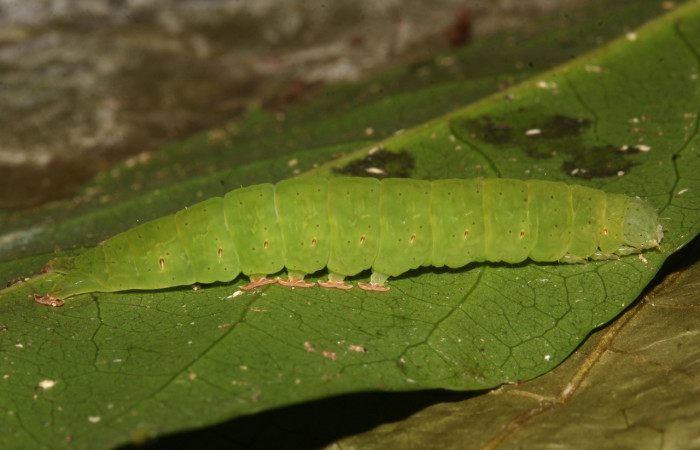 Figura 5. Larva <i>Chamyna modesta</i></i> (Erebidae), en último estadío (U), vista lateral, localidad Pasmompa, Sector Pitilla ACG (440m). Voucher: 21-SRNP-30410-DHJ779371.jpg
