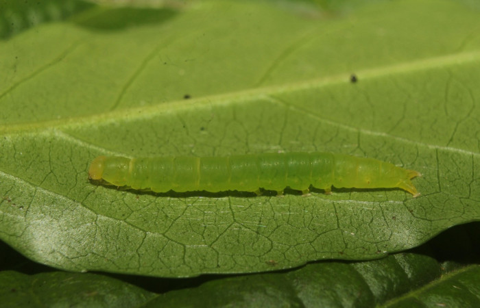 Figura 2. Larva <i>Chamyna modesta</i></i> (Erebidae), en penúltimo estadío (PU), vista lateral, localidad Calma Sector Pitilla ACG (412m). Voucher: 21-SRNP-70640-DHJ780572.jpg.
