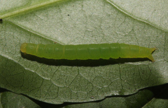 Figura 3. Larva <i>Chamyna modesta</i></i> (Erebidae), en penúltimo estadío (PU), vista dorsal, localidad Calma Sector Pitilla ACG (412m). Voucher: 21-SRNP-70640-DHJ780573.jpg.
