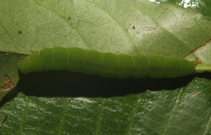Figura 4. Larva <i>Chamyna modesta</i></i> (Erebidae), en último estadío (U), vista dorsal, localidad Calma Sector Pitilla ACG (412m). Voucher: 21-SRNP-70641-DHJ780585.jpg
