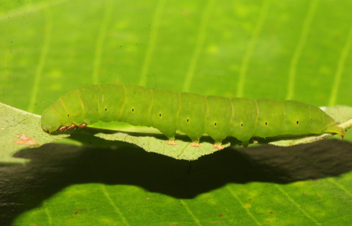 Figura 6. Larva <i>Chamyna modesta</i></i> (Erebidae), en último estadío (U), vista lateral, localidad Calma Sector Pitilla ACG (412m). Voucher: 21-SRNP-70641-DHJ780587.jpg
