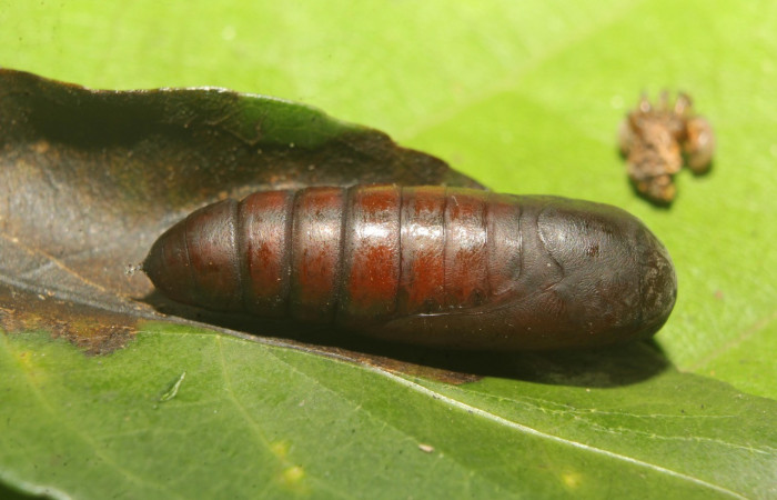 Figura 7. Pupa de <i>Chamyna modesta</i></i> (Erebidae), vista lateral, localidad Calma Sector Pitilla ACG (412m)). Voucher: 21-SRNP-70641-DHJ780589.jpg.