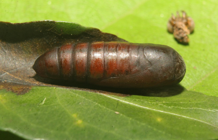 Figura 8. Pupa de <i>Chamyna modesta</i></i> (Erebidae), vista lateral, localidad Calma Sector Pitilla ACG (412m). Voucher: 21-SRNP-70641-DHJ780593.jpg.