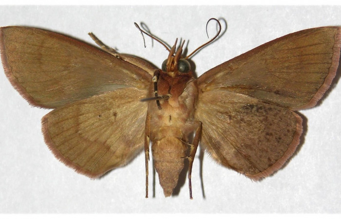 Figura 12. Adulto de <i>Chamyna modesta</i></i> (Erebidae), hembra vista ventral, localidad Bosque Humedo, Sector Santa Rosa ACG (290m). Voucher: 81-SRNP-216-DHJ320267.jpg.