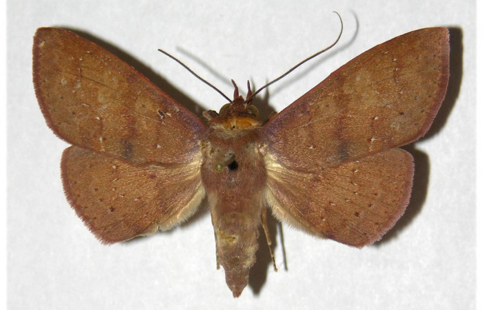 Figura 9. Adulto de <i>Chamyna modesta</i></i> (Erebidae), macho vista dorsal, localidad Bosque Humedo, Sector Santa Rosa ACG (290m). Voucher: 96-SRNP-11494-DHJ320270.jpg.