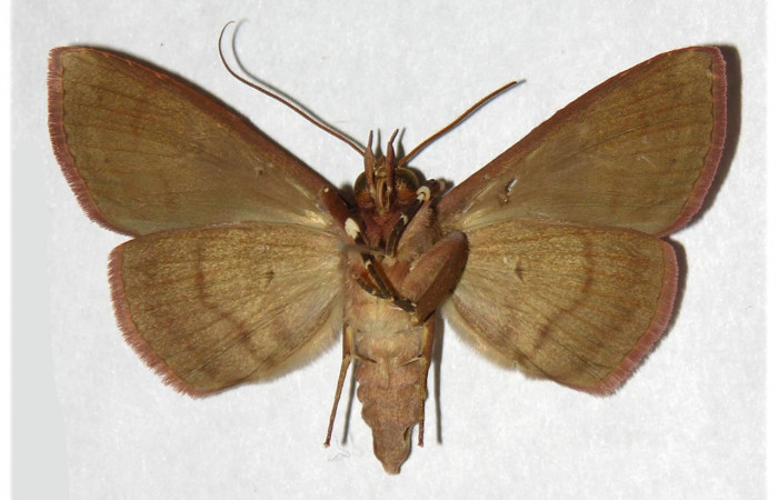 Figura 10. Adulto de <i>Chamyna modesta</i></i> (Erebidae), macho vista ventral, localidad Bosque Humedo, Sector Santa Rosa ACG (290m). Voucher: 96-SRNP-11494-DHJ320271.jpg.