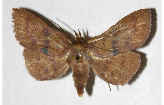 Figura 1. Adulto <i>Chamyna modesta</i></i> (Erebidae), vista ventral localidad Area Administrativa, Sector Santa Rosa  ACG (290m). Voucher: 96-SRNP-7652-DHJ320268.jpg.