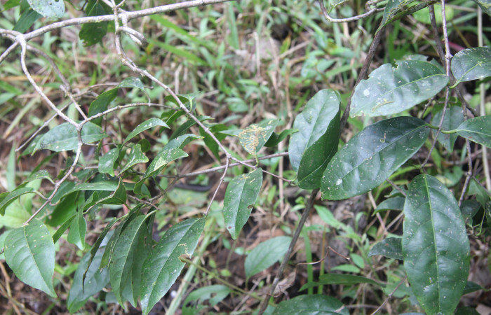 Figura 19. Planta hospedera de <i>Chamyna modesta</i></i> (Erebidae), esta planta se llama <i>Semialarium mexicanum</i></i> (Celastraceae), localidad Calma Sector Pitilla ACG (412m) foto: Ricardo Calero 10 Febrero 2023.