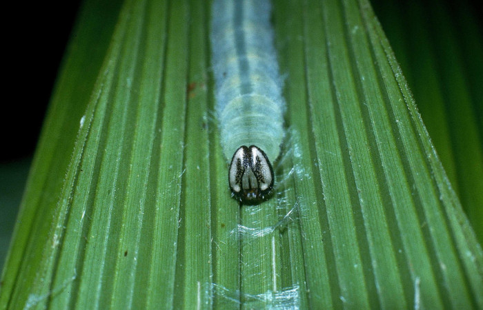 Fig.10. Larva de <i>Cymaenes odilia trebius</i></i>. 27mm de longitud. Mostrando cabeza de frente. Voucher : 04-SRNP-32107-DHJ83735.jpg