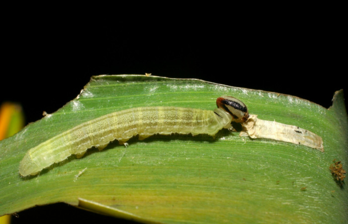 Fig.11. Larva de <i>Cymaenes odilia trebius</i></i>. 14mm de longitud. Voucher : 06-SRNP-45168-DHJ414832.jpg.