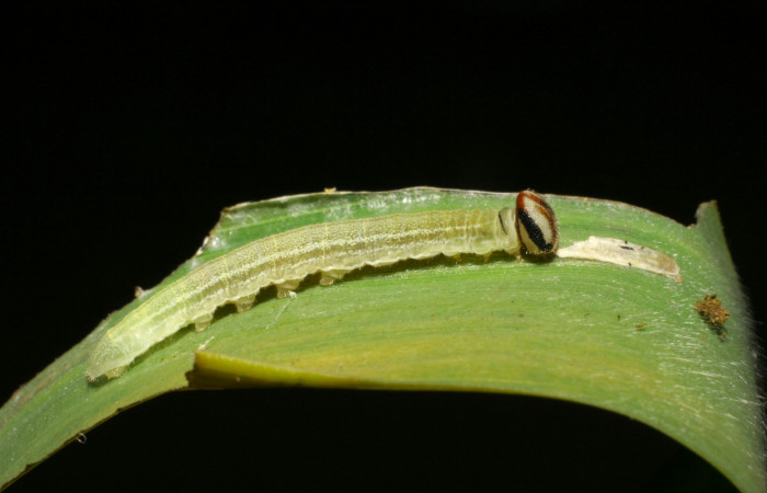 Fig.12. Larva de <i>Cymaenes odilia trebius</i></i>. 14mm de longitud. Voucher : 06-SRNP-45168-DHJ414837.jpg.