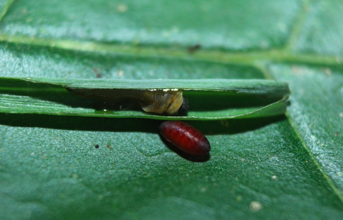 Fig.15. Parásito de <i>Cymaenes odilia trebius</i></i>. 15mm de PPPU longitud vista lateral. Voucher : 16-SRNP-70193-DHJ732492.jpg.