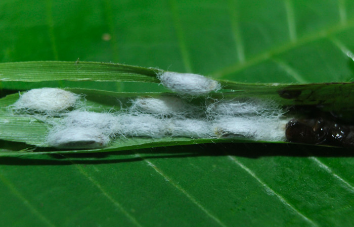 Fig.16. Capullos de Parásito de <i>Cymaenes odilia trebius</i></i>. Voucher : 15-SRNP-72188-DHJ732112.jpg.