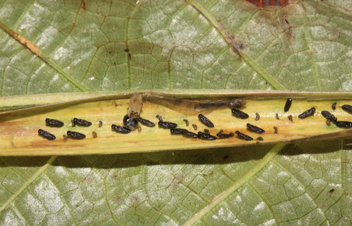 Fig.17. Capullos de Parásito de <i>Cymaenes odilia trebius</i></i>. Voucher : 15-SRNP-30144-DHJ721565.jpg