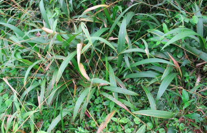 Fig.18. Plantas hospedera de <i>Cymaenes odilia trebius</i></i> <i>Setaria paniculifera</i></i>  (Poaceae).