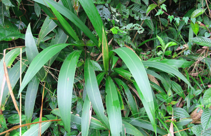 Fig.19. Planta hospedera de <i>Cymaenes odilia trebius</i></i>, <i>Setaria paniculifera</i></i> (Poaceae).

