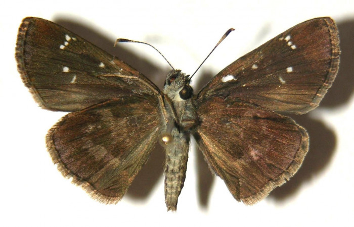Fig.2. Adulto de <i>Cymaenes odilia trebius</i></i>. Hembra 28mm  de longitud vista ventral. Voucher : 04-SRNP-15476-DHJ304821.jpg.