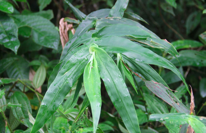 Fig.21. Plantas hospedera de <i>Cymaenes odilia trebius</i></i>, <i>Lasiacis procerrima</i></i> (Poaceae).
