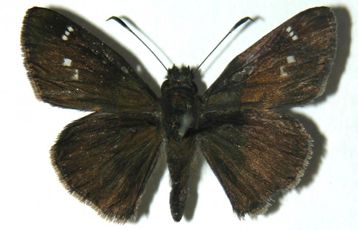 Fig.3. Adulto de <i>Cymaenes odilia trebius</i></i>. Macho 25mm  de longitud vista dorsal. Voucher : 05-SRNP-20528-DHJ304832.jpg.