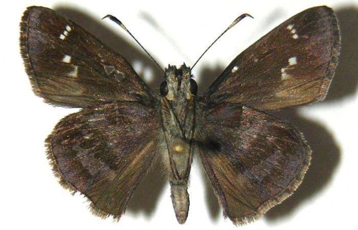 Fig.4. Adulto de <i>Cymaenes odilia trebiu</i></i>s. Macho 25mm  de longitud vista ventral. Voucher : 05-SRNP-20528-DHJ304833.jpg