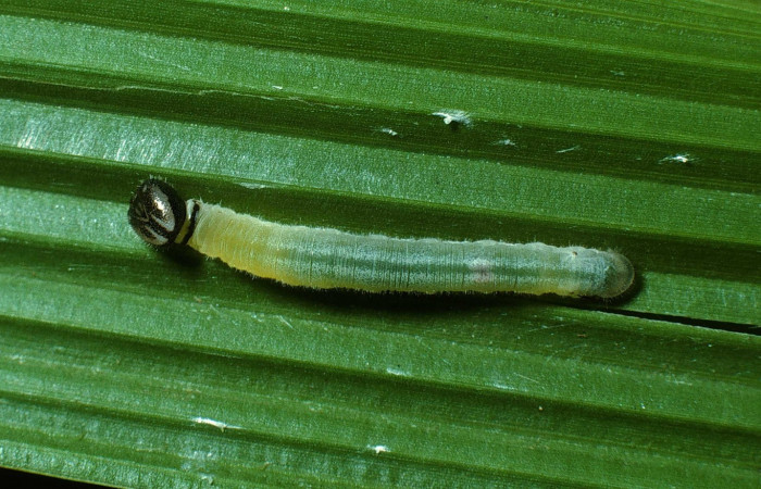 Fig.5. Larva de <i>Cymaenes odilia trebius</i></i>. 15mm de  longitud vista dorsal. Voucher : 03-SRNP-21271-DHJ78596.jpg.
