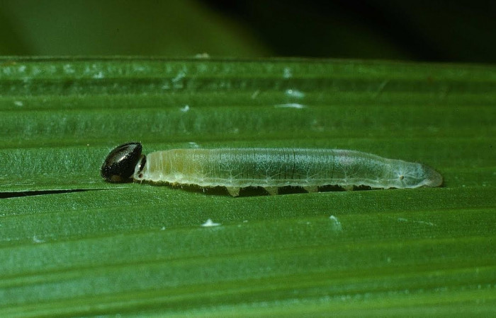 Fig.6. Larva de <i>Cymaenes odilia trebius</i></i>. 15mm de longitud. Voucher : 03-SRNP-21271-DHJ78599.jpg.
