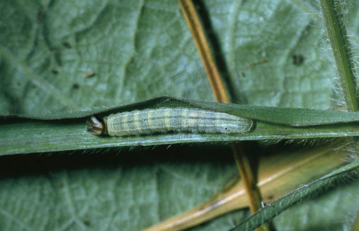 Fig.7. Larva de <i>Cymaenes odilia trebius</i></i>. 19mm  de longitud, mostrando vista dorsal. Voucher : 04-SRNP-31599-DHJ82526.jpg.
