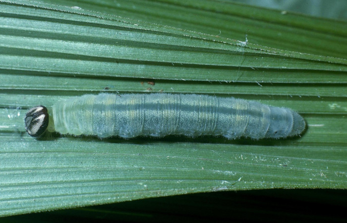 Fig.8. Prepupa de <i>Cymaenes odilia trebius</i></i>. 27mm de longitud vista dosal. Voucher :04-SRNP-32107-DHJ83736.jpg.