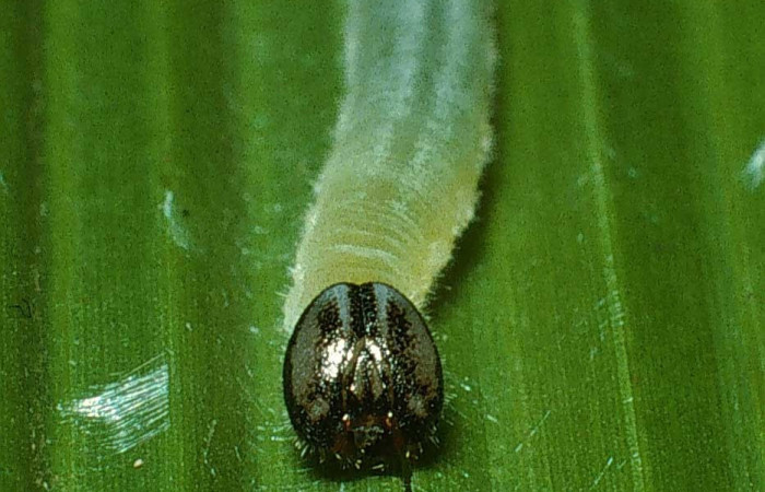 Fig.9. Larva de <i>Cymaenes odilia trebius</i></i>. 15mm de longitud. Mostrando cabeza de frente. Voucher : 03-SRNP-21271-DHJ78597.jpg.