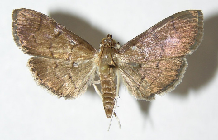 Fig 9. Adulto <i>Palpusia</i></i> plumipesDHJ01, Vista dorsal, 27 mm en alas abiertas. Voucher 02-SRNP-7266-DHJ345760.