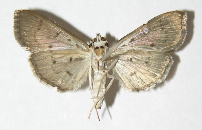 Fig 10. Adulto <i>Palpusia</i></i> plumipesDHJ01, Vista ventral, 28 mm en alas abiertas. Voucher 02-SRNP-7266-DHJ345761.