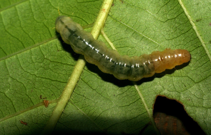 Fig. 3. Larva <i>Palpusia</i></i> plumipesDHJ01, en último estadio, con una medida de 28 mm de largo. San Cristóbal. Voucher 06-SRNP-22635-DHJ424812.jpg
