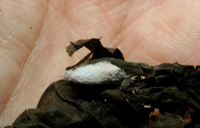 Fig 11. Capullo de la familia Braconidae, parásito <i>Xanthomicrogaster</i></i> Whitfield04 en larva <i>Palpusia</i></i> plumipesDHJ01, pegado en la hoja, Sector Santa Rosa. Voucher 07-SRNP-2404-DHJ452683.jpg.